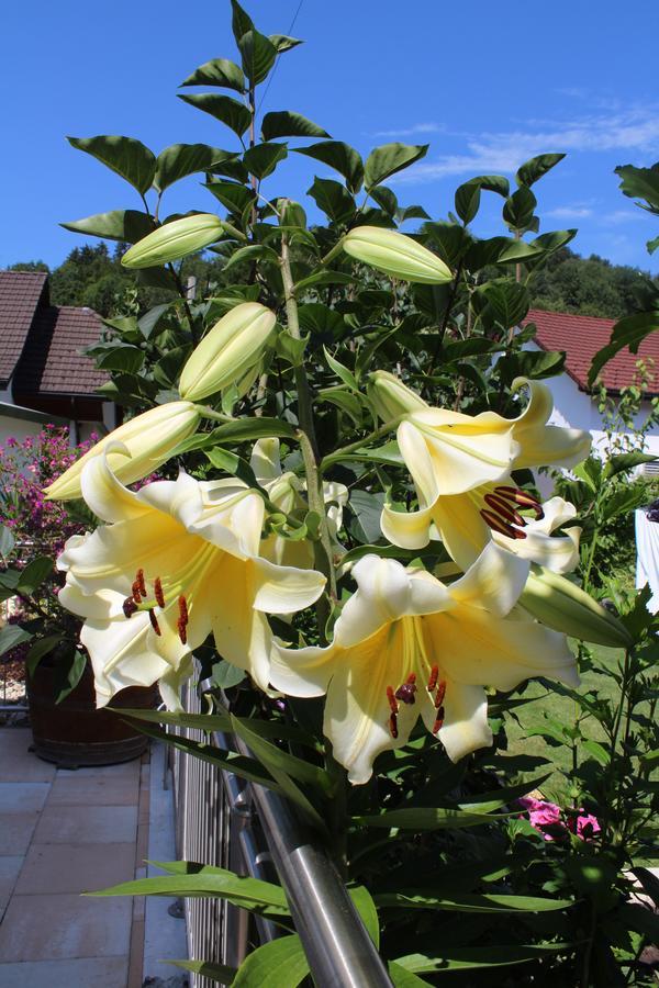 Bed and Breakfast Schlicht & Einfach Traumhaft Unterkulm Zewnętrze zdjęcie